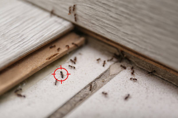 Best Exterminator Services  in Menard, TX