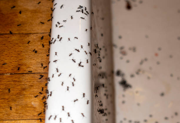 Professional Pest Control in Menard, TX