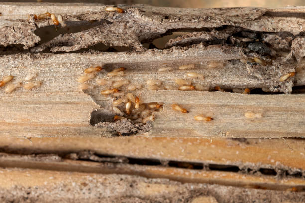 Best Emergency Pest Control  in Menard, TX